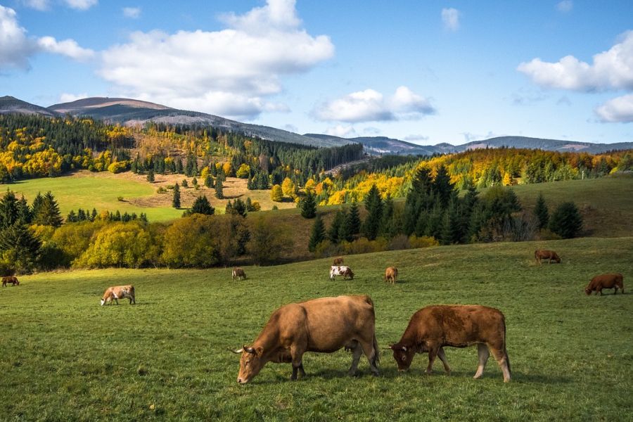 Kühe auf einer Weide. (Symbolbild: Lubos Houska auf Pixabay)