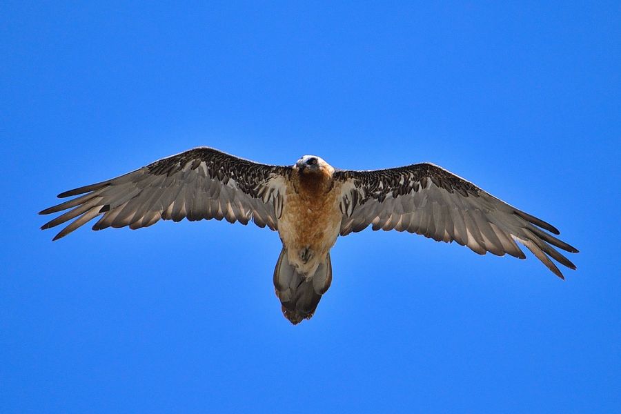 Ein Bartgeier im Flug. (Symbolbild: Dani Egli auf Pixabay)