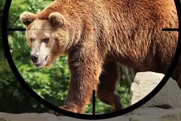 Bärenjagd: Der erste Schuss muss tödlich sein