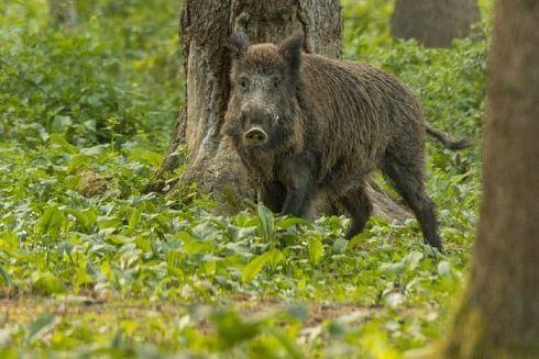 Schweinepest-Gen identifiziert
