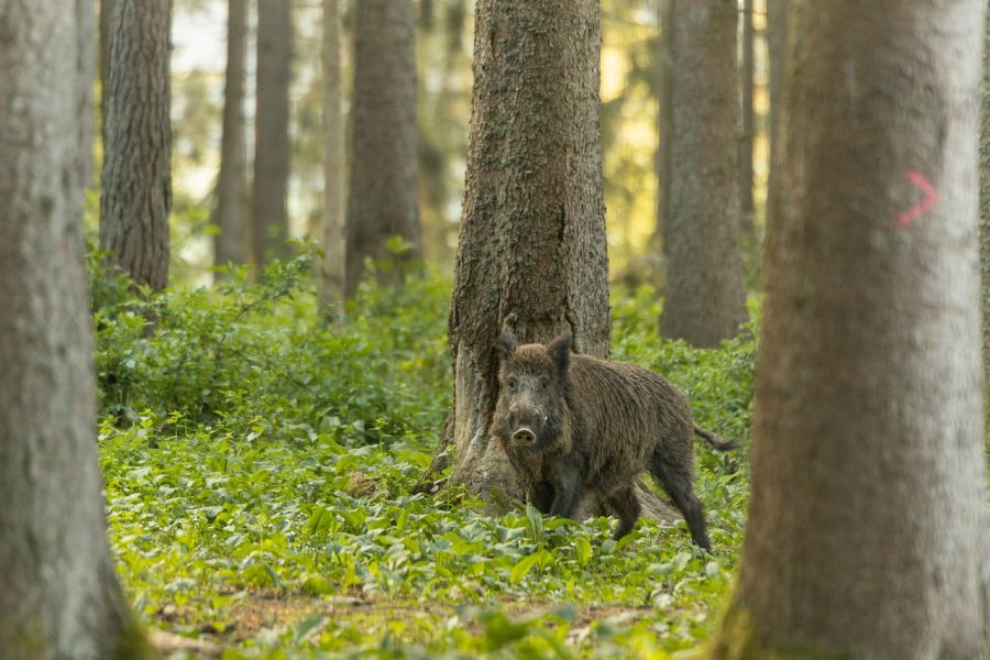 Ein Wildschweinkeiler in einem Hochwald. (Symbolbild: Noah Meinzer auf Pixabay)