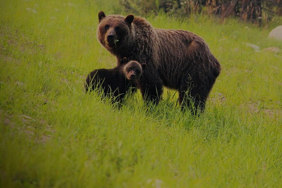 Erneuter Bärenangriff auf Wanderer bei Roncone