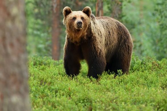 Jäger bei Bärenjagd-Auftakt in Schweden schwer verletzt