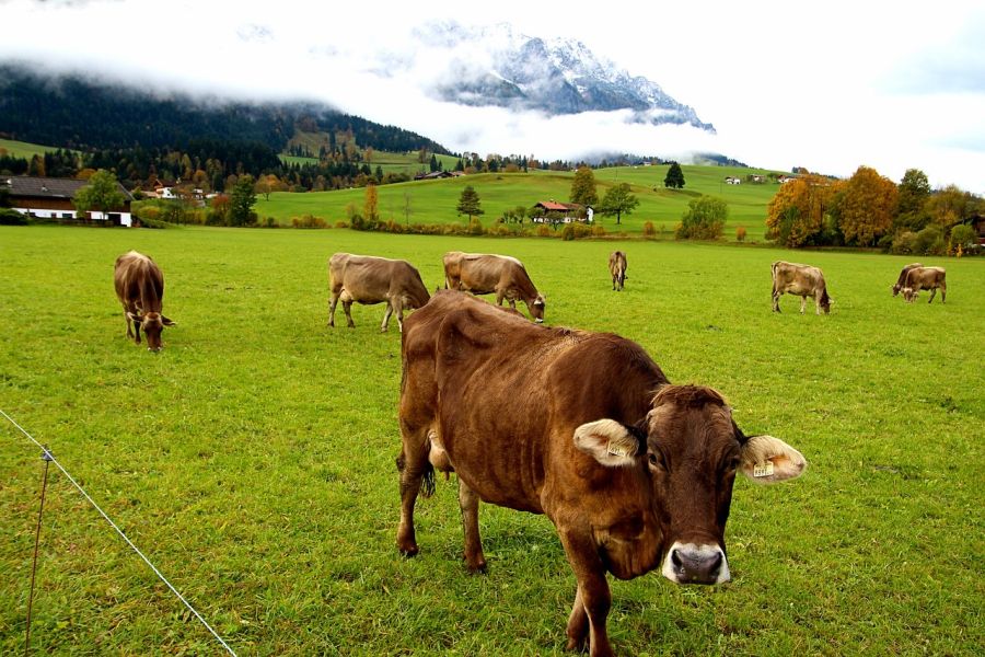 Kühe auf einer Weide in Tirol. (Symbolbild: lutz auf Pixabay)