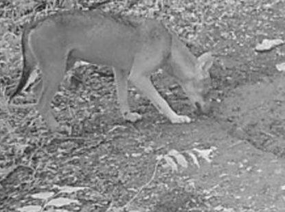 Wildkamera nimmt Wolf im Landkreis Reutlingen auf