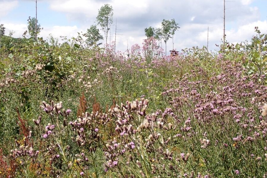 Auf der ehemaligen Fichten-Kahlfläche blüht jetzt allerhand: Zum Beispiel Disteln oder die Große Klette. Auch die nächste Waldgeneration aus Kirsche, Bergahorn, Elsbeere, Rotbuche und Winterlinde steht schon in den Startlöchern. (Foto: Wald und Holz NRW, Stefan Befeld)