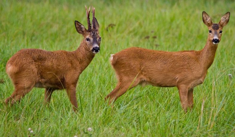 Rekordstrecke beim Rehwild: Über 100.000 Rehe in Rheinland-Pfalz erlegt