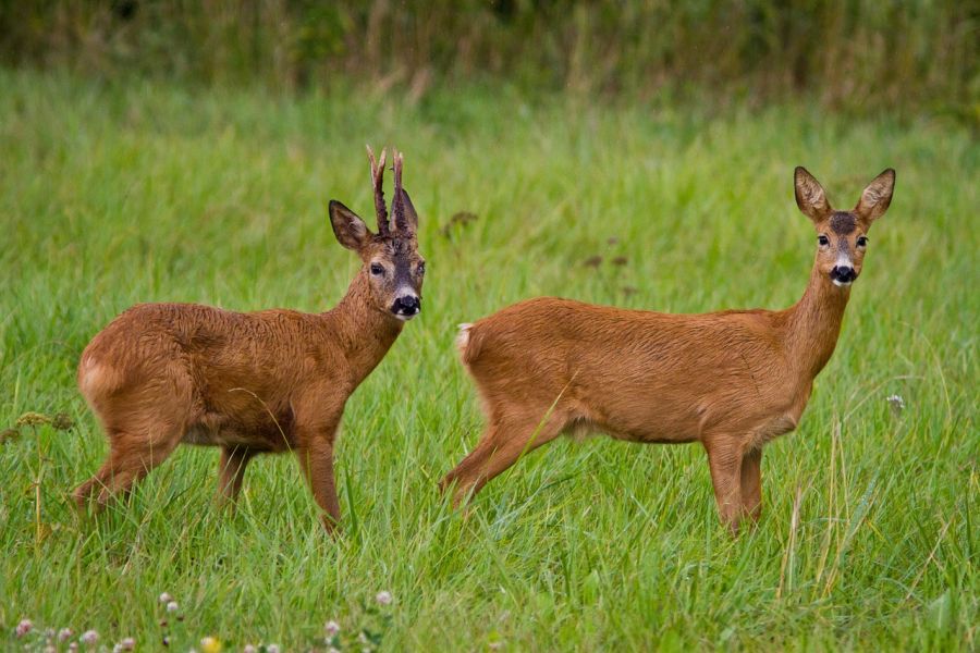 Ein Rehbock mit einer Ricke auf einer Wiese. (Symbolbild: valentin hintikka auf Pixabay)