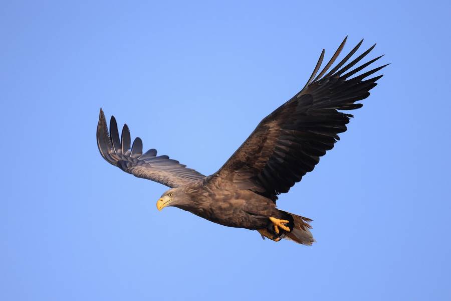 Ein Seeadler im Flug. (Beispielbild: Suhyun Lee auf Pixabay)