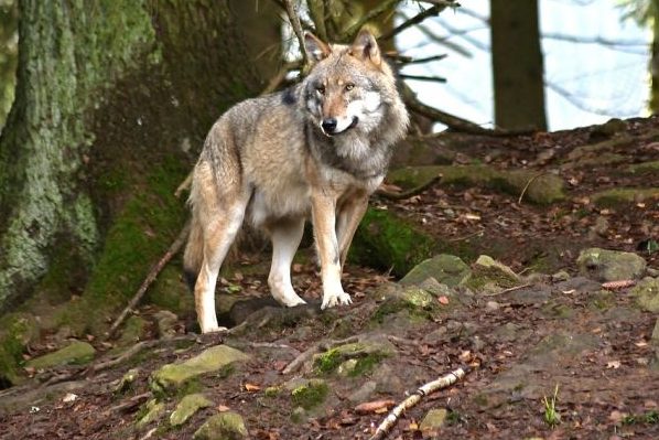 Kanton Freiburg: Einzelner Wolf nach Schafsrissen zum Abschuss freigegeben