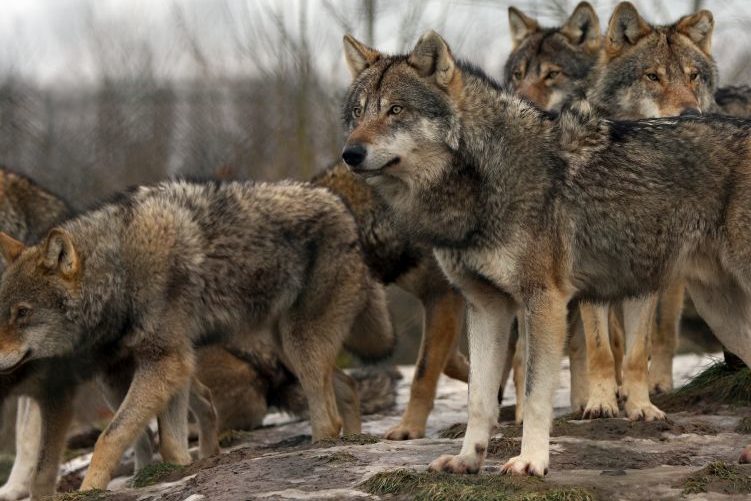 Kanton St. Gallen reicht Antrag zur Wolfsrudelregulation ein
