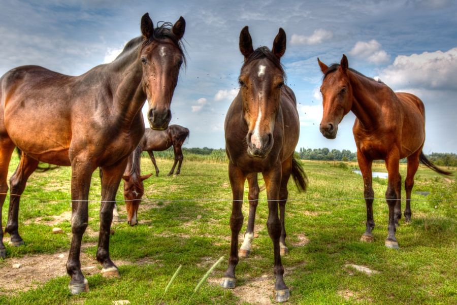 Pferde auf einer Koppel, wie es diese zu Tausenden in Niedersachsen und ganz Deutschland gibt, können angreifenden Wölfen außer Flucht nichts entgegensetzen. (Symbolbild: kesni auf Pixabay)