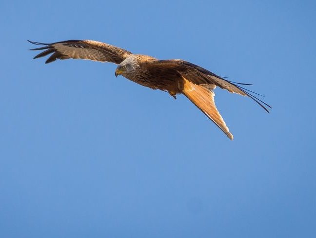 Ausbau der Windenergie: Vogelschutz im Fokus