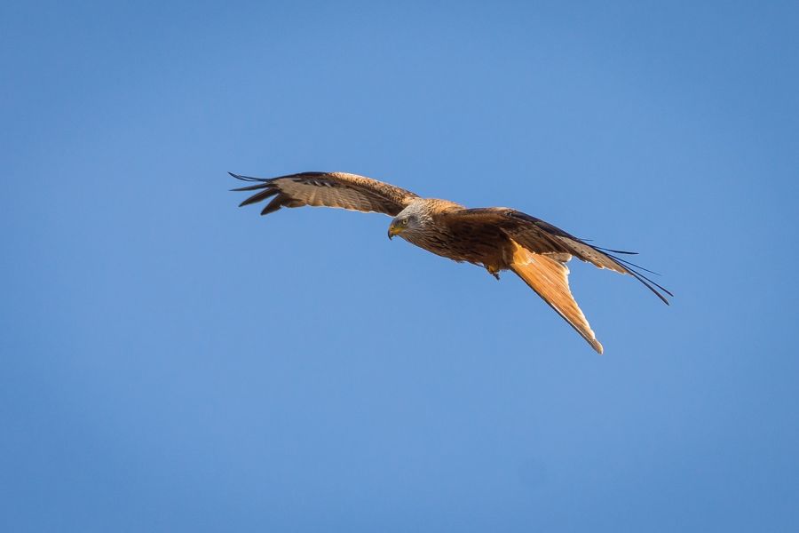 Ein Roter Milan im Flug. (Symbolbild: Sven Lachmann auf Pixabay)