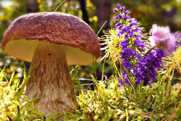 Früher Start in die Pilzsaison: Wärme und Nässe lassen Waldpilze sprießen