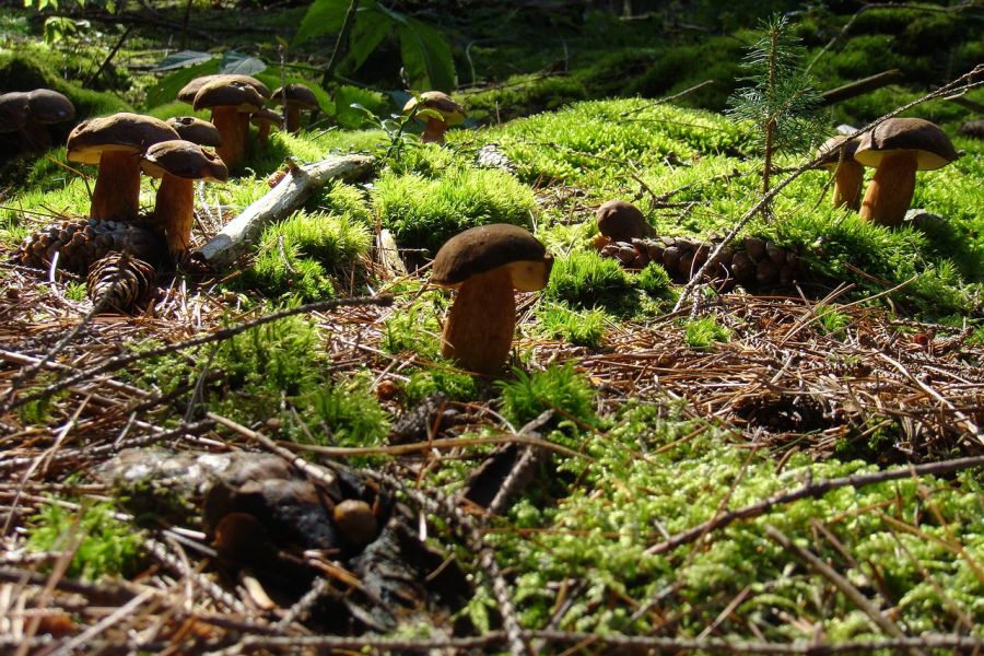 Im September lohnt sich das Pilzesammeln laut Experten wieder richtig