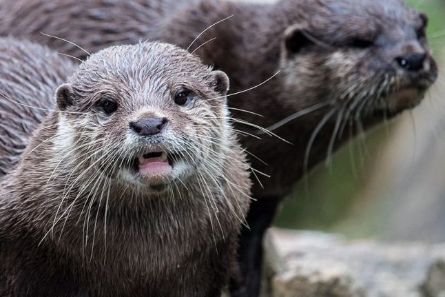 Naturschutzerfolg: Seit zehn Jahren wieder Fischotter in Hessen