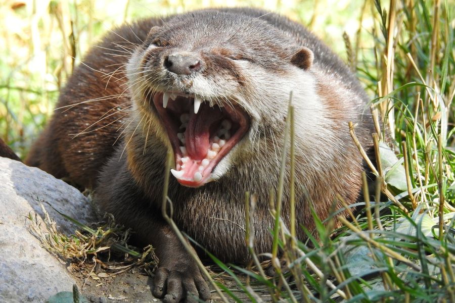 Ein Otter mit offenem Maul. (Symbolbild: Knipskaline auf Pixabay)