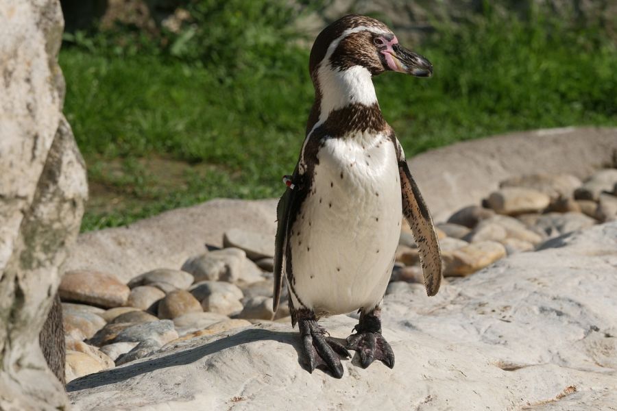 Große Aufregung um geköpften Pinguin im Rostocker Zoo