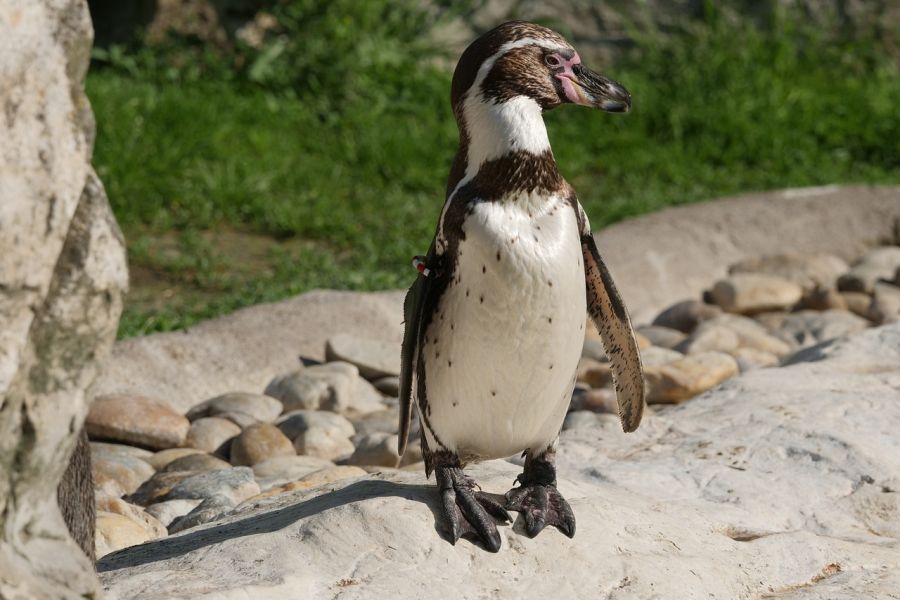 Ein Humboldt-Pinguin. (Symbolbild: needvid auf Pixabay)