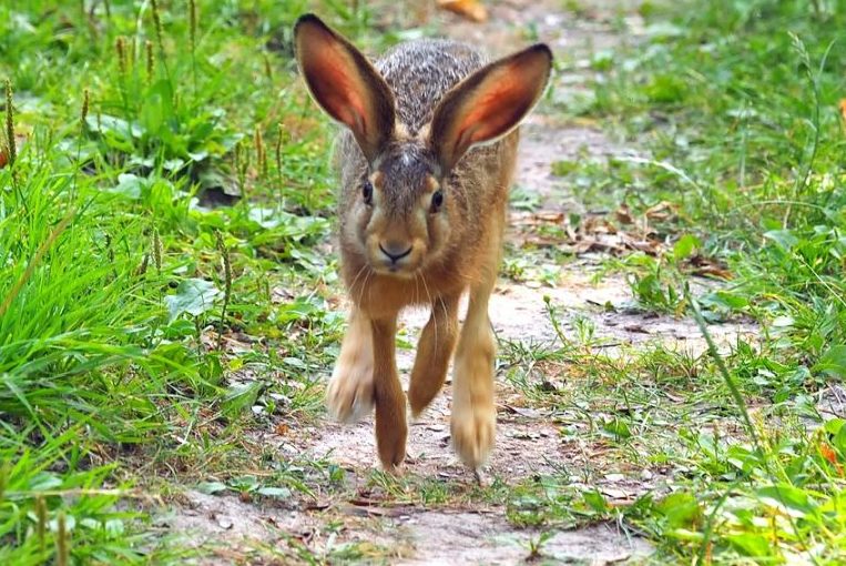 Hasenpest im Landkreis Breisgau-Hochschwarzwald nachgewiesen