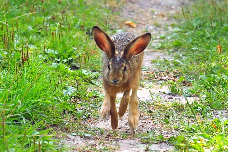 Ein hoppelnder Feldhase. (Symbolbild: kie-ker auf Pixabay)