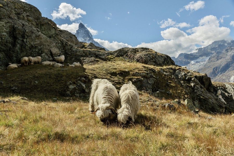Wolfsabschuss in der Region Brigerberg-Ganter angeordnet