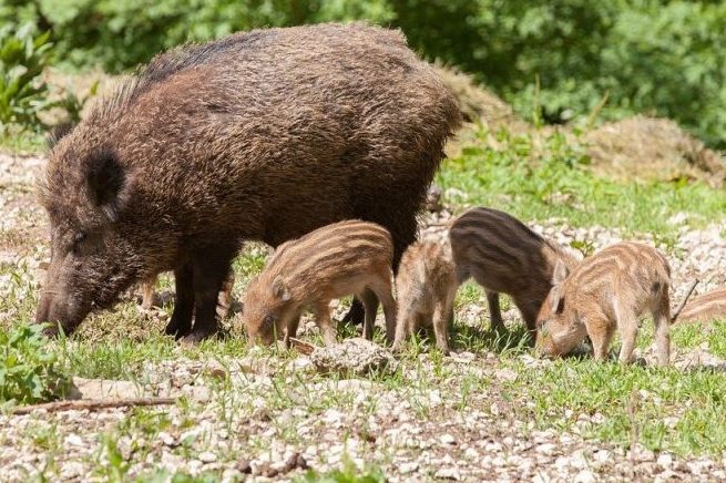 ASP: Brandenburg hebt „Weiße Zonen“ um Kerngebiete 4 und 5 auf