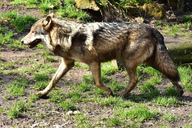 DJV und Bauernverband wollen aktives Bestandsmanagement beim Wolf