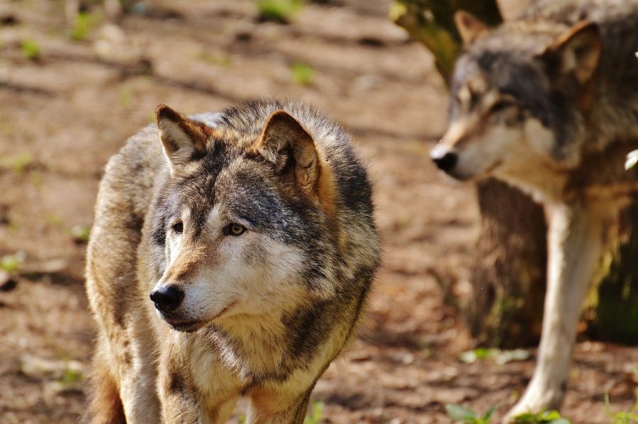 Wölfe zeigen Standorttreue im Landkreis Eichstätt