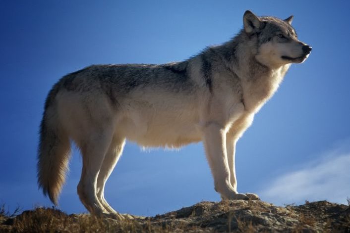 Wolf auf der Bortelalp in der Region Brigerberg-Ganter geschossen