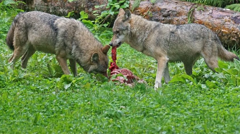 Aktives Bestandsmanagement des Wolfes ist europarechtskonform möglich