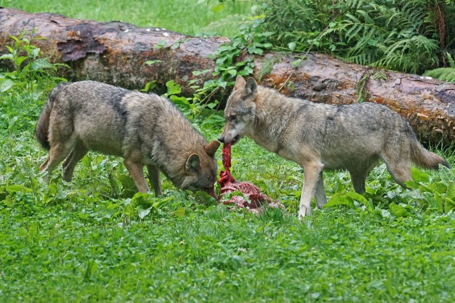 Zwei Wölfe an einem Riss im Wald. (Symbolbild: Marcel Langthim auf Pixabay)