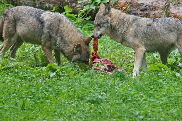 Fünf tote Schafe in der Gemeinde Todtnau – War es ein Wolf?
