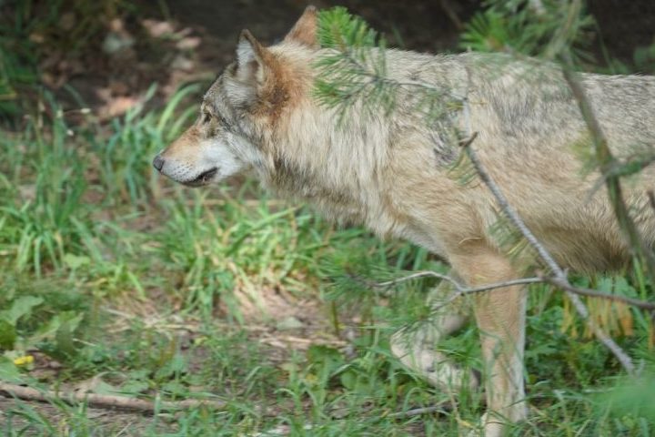 Aktueller Wolfsnachweis in Nordrhein-Westfalen