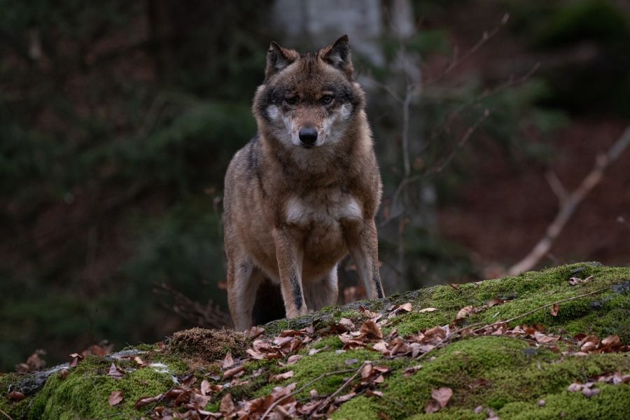 Wölfe im Trentino: „Der Realitätssinn ist verloren gegangen“