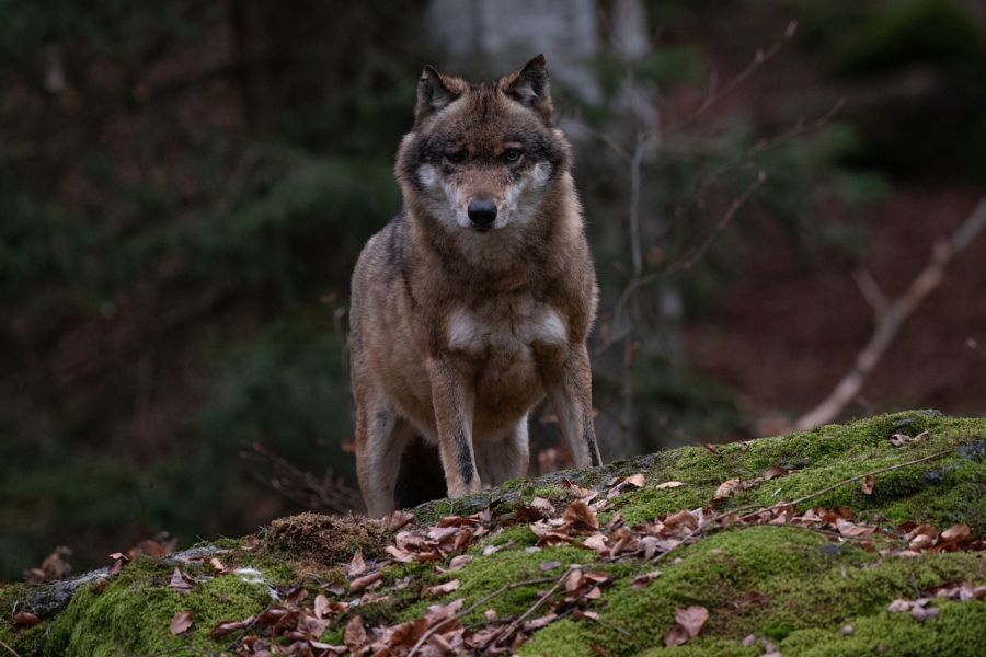 Ein Wolf, der auf einem Felsen in einem Bergwald steht. (Symbolbild: Eszter Miller auf Pixabay)