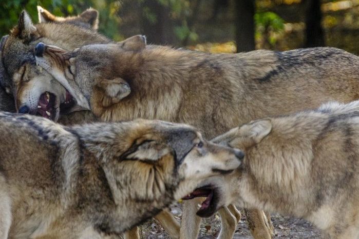 Verhaltensänderungen beim Wolf durch «TOXOPLASMA GONDII»?