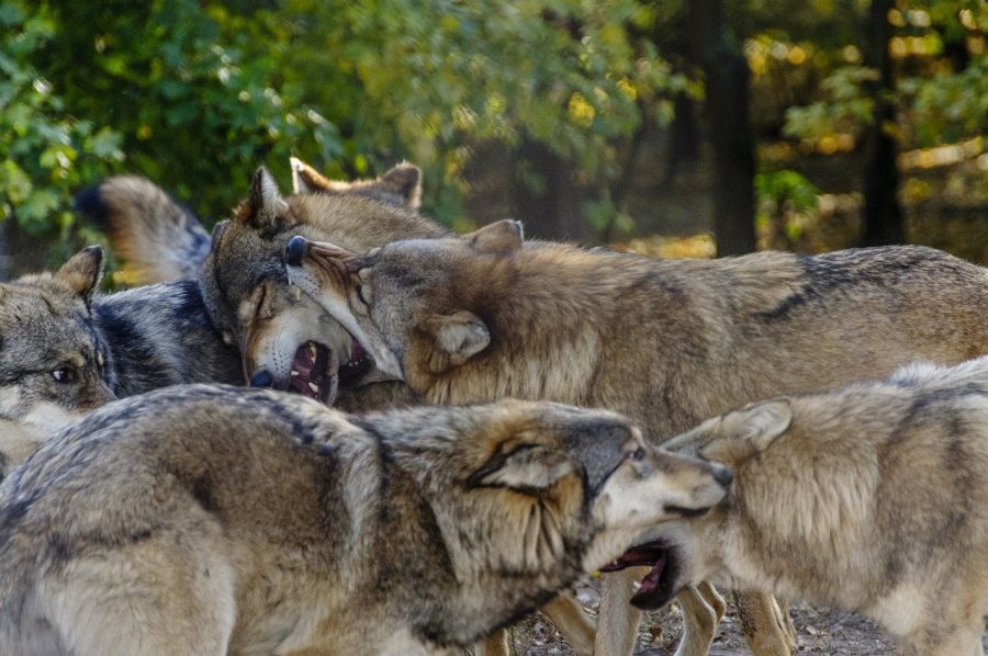 Ein Wolfsrudel. (Symbolbild: István Károly Bőcs auf Pixabay)