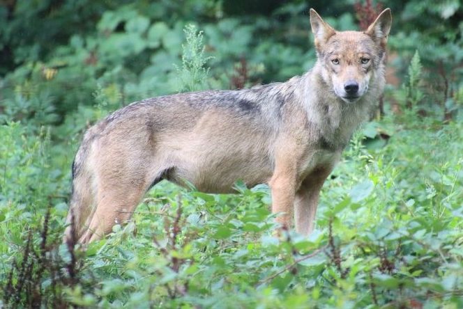 Erneut Wolf im Landkreis Esslingen nachgewiesen