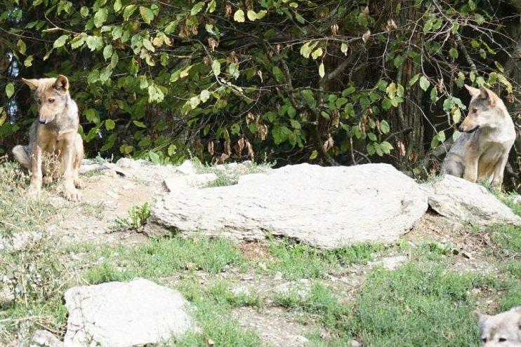 Kanton Wallis beantragt weitere Wolfsabschüsse