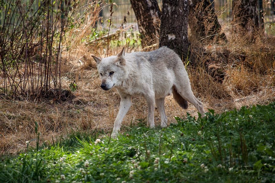 Ein Wolf in einem Tierpark. (Symbolbild: minka2507 auf Pixabay)