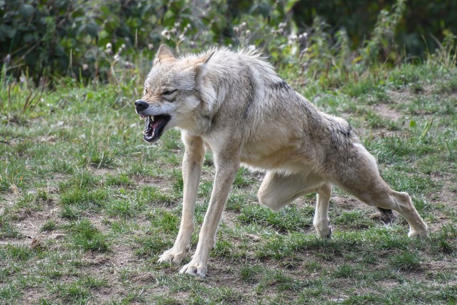 Ein Wolf streckt sich. (Symbolbild: Christel SAGNIEZ auf Pixabay)