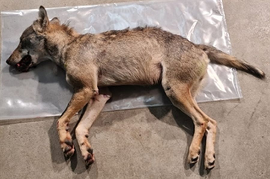 Wolf bei Rueun überfahren