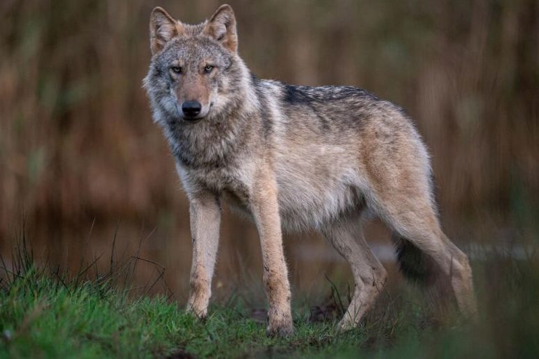 Aktuelle Wolfszahlen bis morgen an die EU melden
