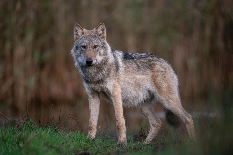DBV und DJV fordern von Bundesumweltministerium die Offenlegung aller Wolfsdaten. (Quelle: Mross/DJV)