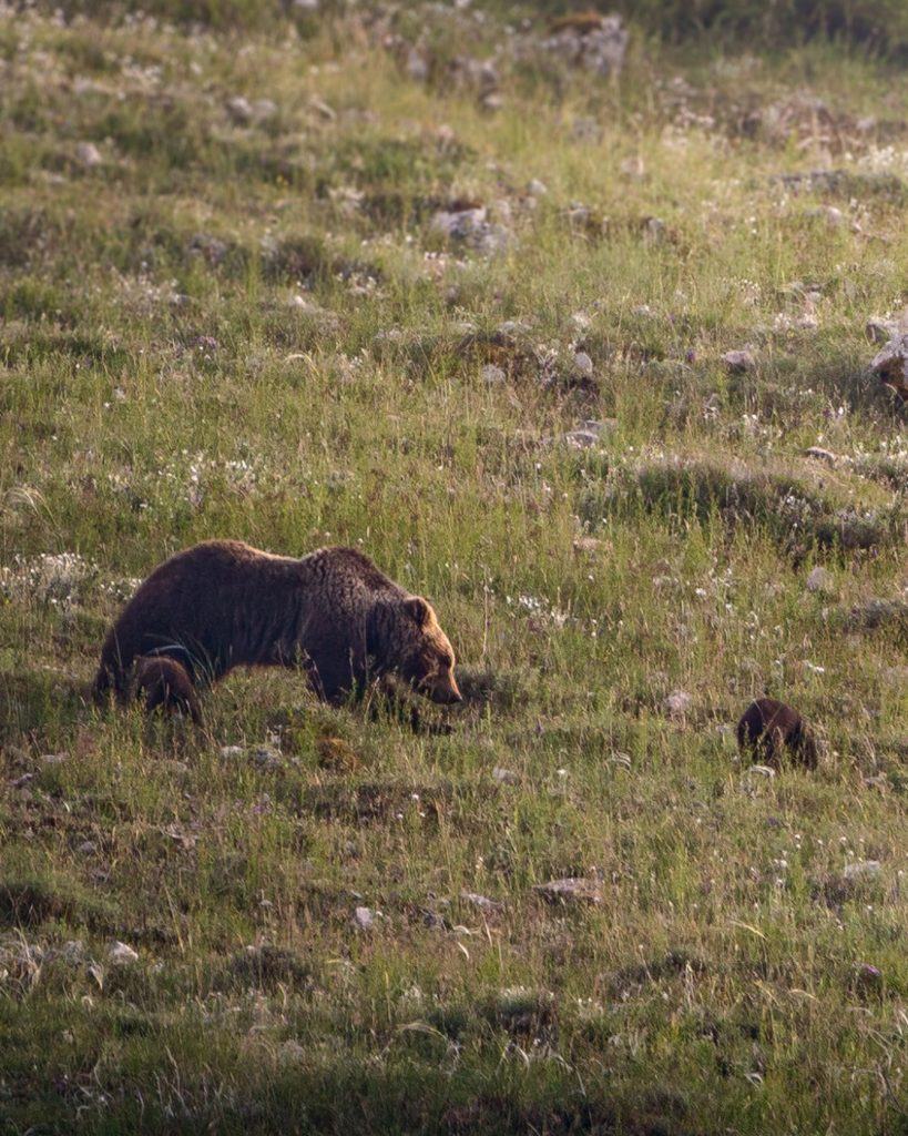 Die Bärin „Amarena“ mit ihren beiden Jungtieren. (Foto: Francesco Lemma/Parco Nazionale d'Abruzzo Lazio e Molise/Facebook)