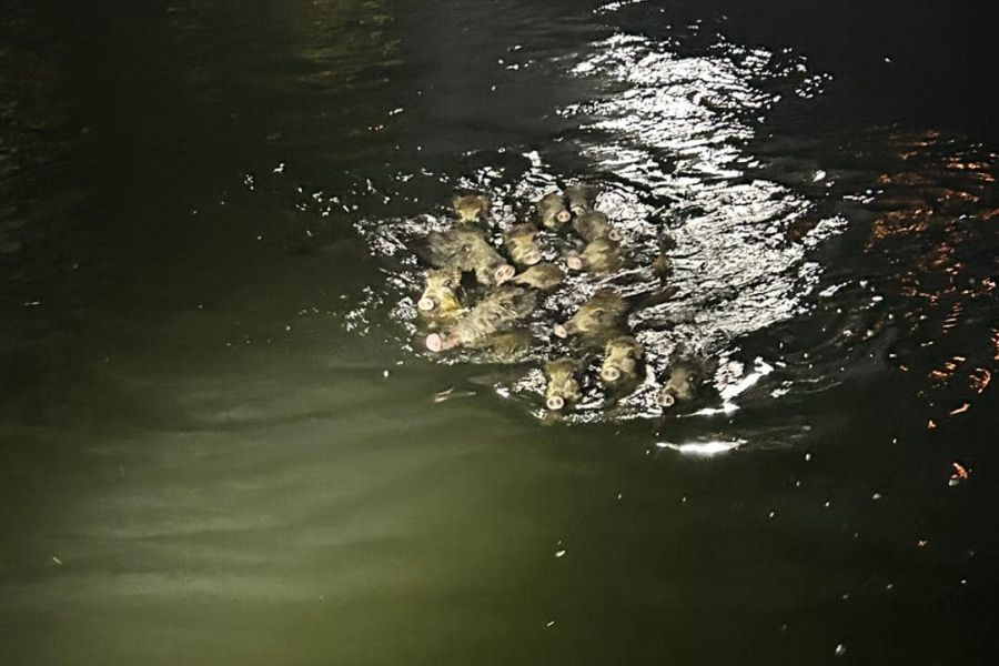 Die Frischlinge schwimmen im Wasser um ihr Leben. (Foto: Polizei NRW Hochsauerlandkreis / Facebook)