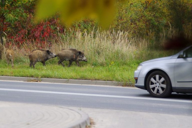 Wildschwein-Attacke: Kleines Mädchen verletzt