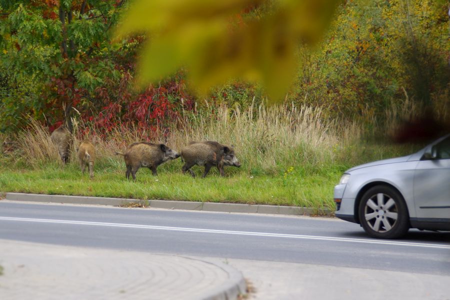 Wildschweine auf dem Grünstreifen neben einer Straße. (Symbolbild: iStock/Arkadiusz Warguła)